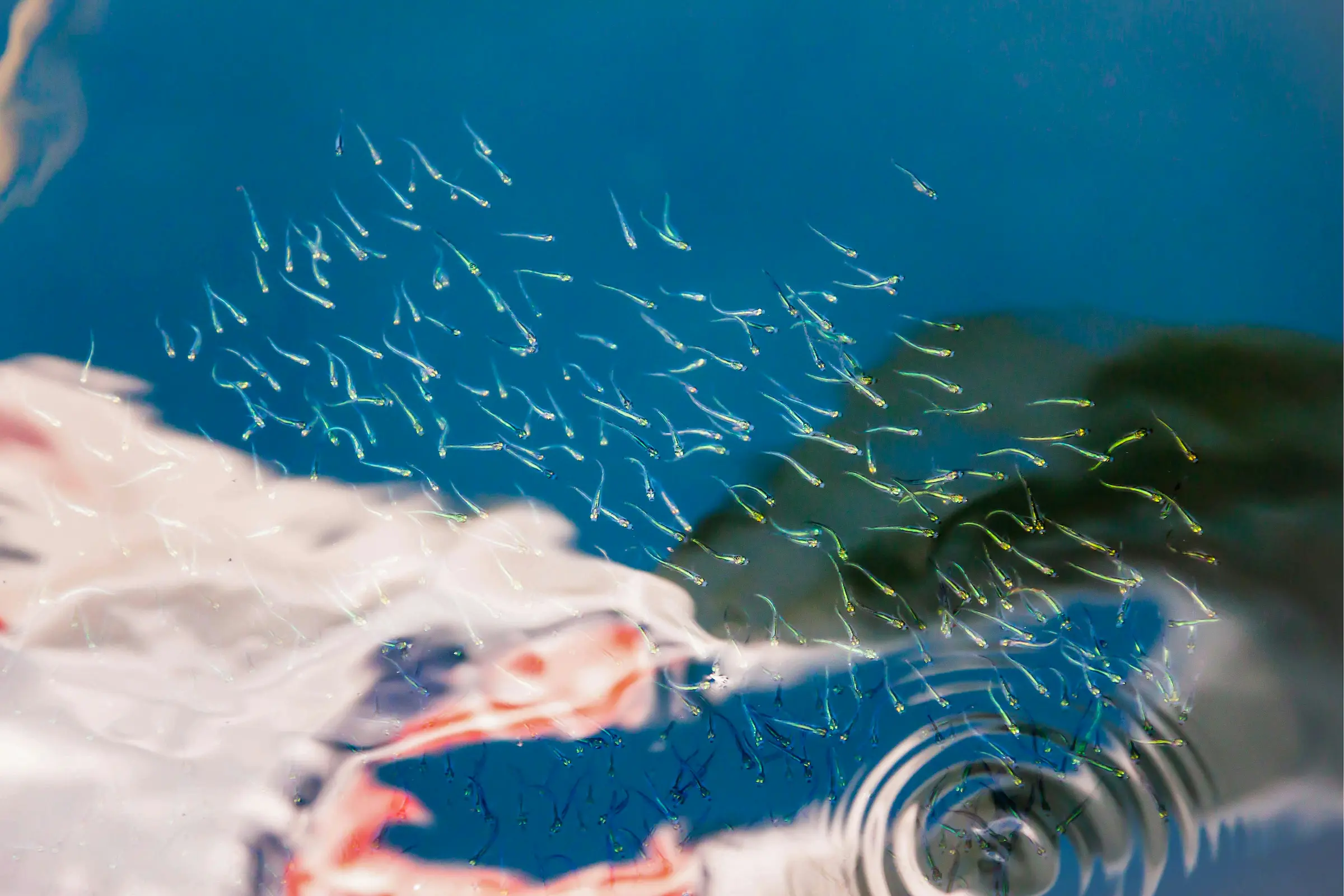 A school of tiny translucent fish swimming near the surface of clear blue water, with koi visible underneath.
